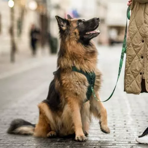 Dopasowanie rozmiaru Dog's Profit
